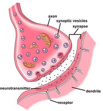 Diagram of a synapse, labeling the axon, synaptic vesicles, the synapse itself, a neurotransmitter, the receptor and the receiving dendrite