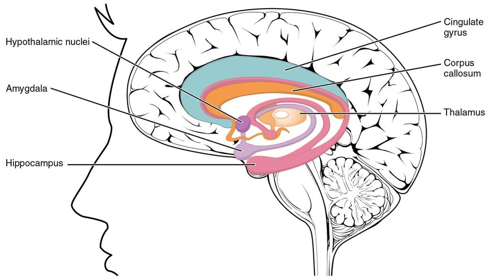 A medial view of the brain with the limbic system coloured and labelled: cingulate gyrus, corpus callosum, thalamus, hypothalamic nuclei, amygdala and hippocampus.