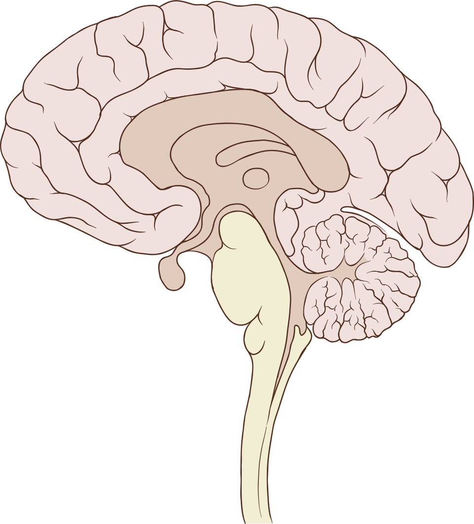 A sagittal section of the human brain, cut down the midline and facing left, showing the folded cortex, the arching corpus callosum, the deep midline structures, the brain stem and the cerebellum.
